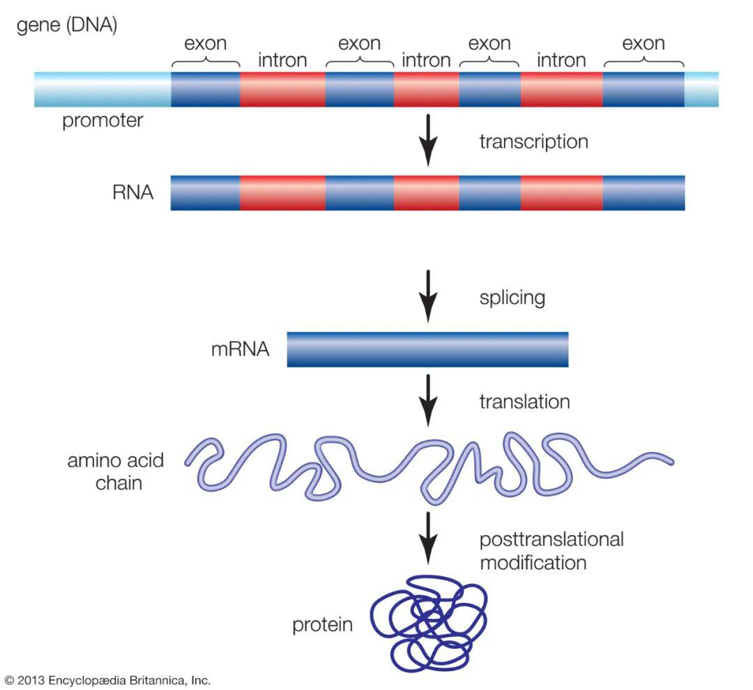 What Is A Promoter In Biology Simple