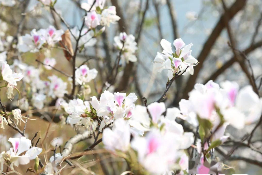 白露花开幸福来各得其乐处处春