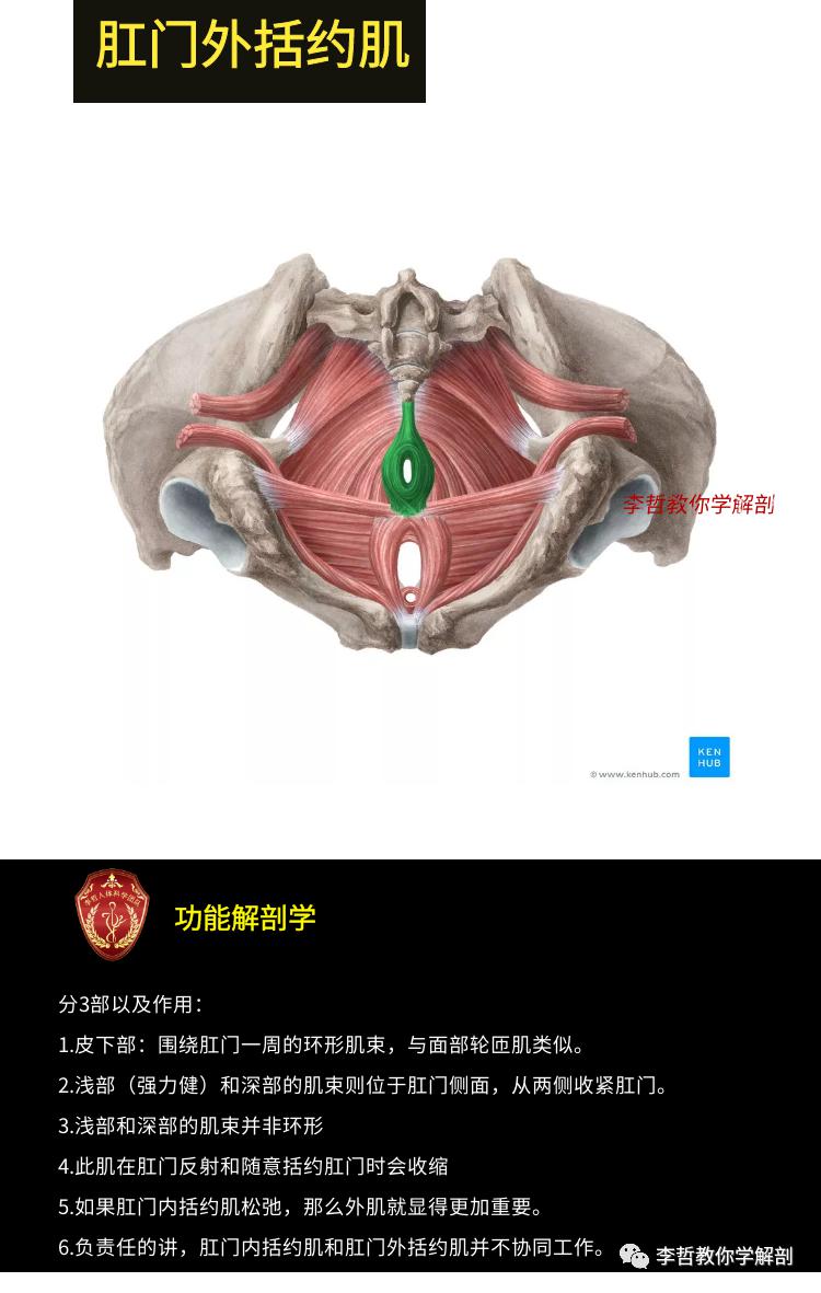 盆底肌的功能解剖学破解10大盆底肌肉的秘密