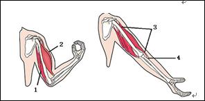1和2相互配合,牵动骨完成屈肘或伸肘动作d.