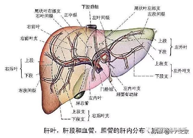 腹部超声实用肝脏分叶分段及超声对比图