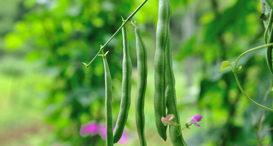 四季豆也被叫做菜豆,扁芸豆,是一种菜豆科一年生植物,生长速度很快