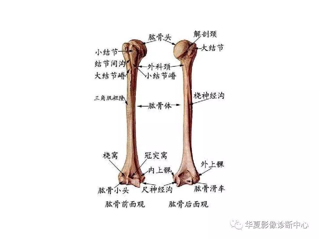 x线解剖图谱系统解剖骨骼篇非常全面强烈建议收藏