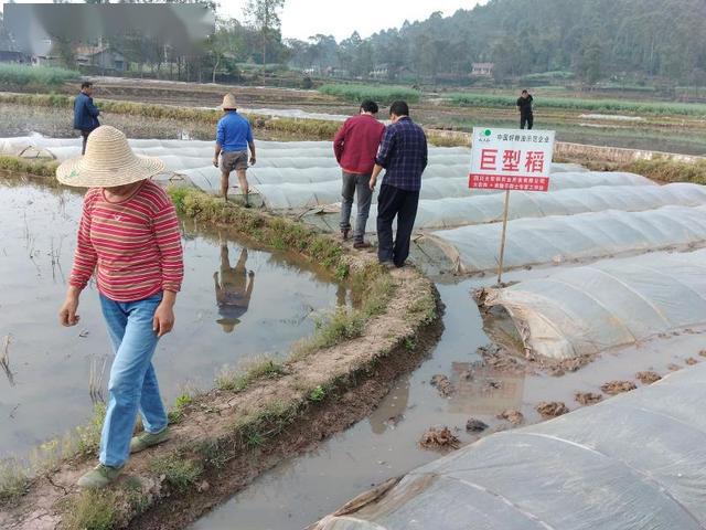 种植巨型稻的田块,给予了适当的种子和肥料试种补贴,县农业农村局派出