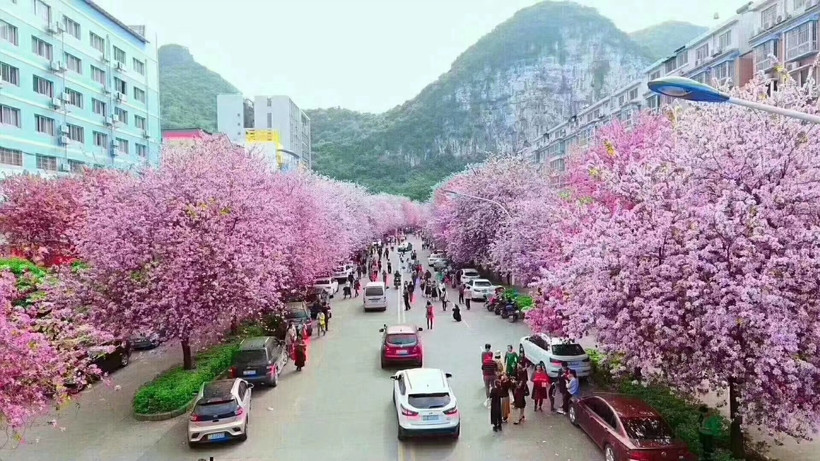2020年柳州紫荆花,龙城美景任你遨游,体验不一样的春天气息