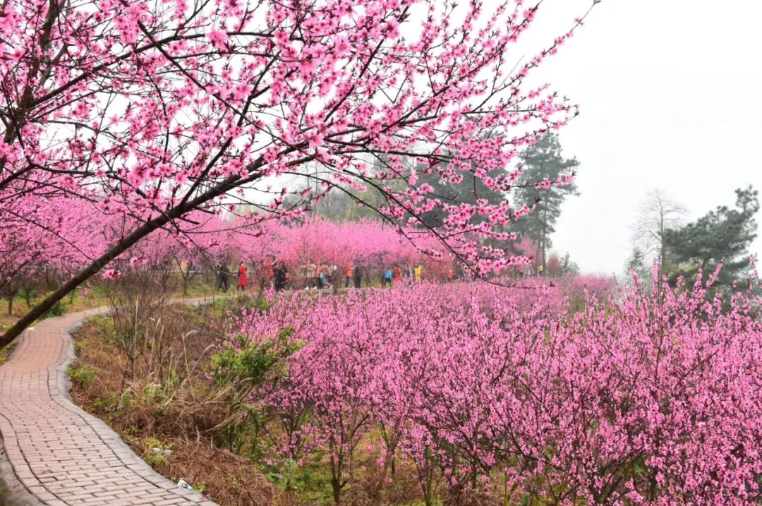 有网友这样形容安仁桃花岛的美景别有天地非人间""桃花流水窅然去