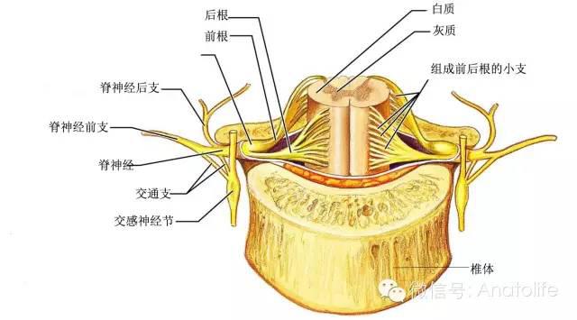 珍藏版脊柱解剖的基本要点