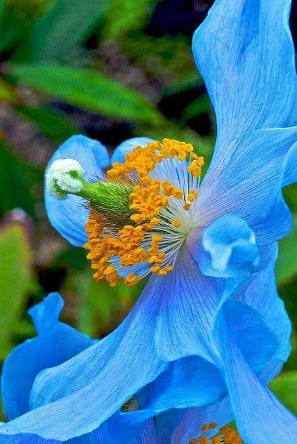 蓝色的花,真稀罕!