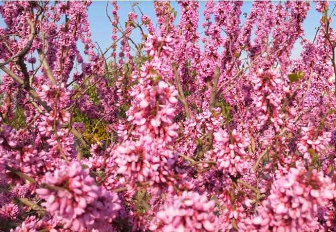 风吹紫荆树 花开满园春（组图）