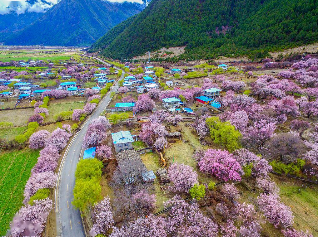 云赏桃花   2020年林芝桃花"云春游"直播活动3月28日正式开启!