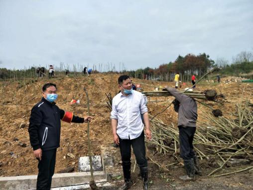 原创鄂州市沙窝乡植树造林添新绿打造美丽乡村正当时