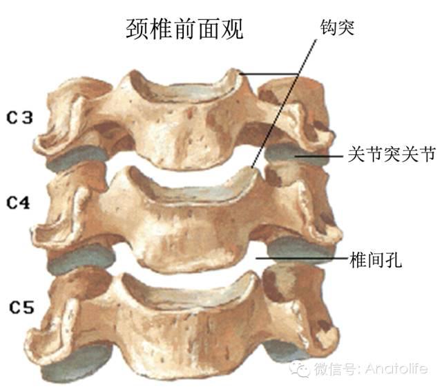 【珍藏版】脊柱解剖的基本要点_关节