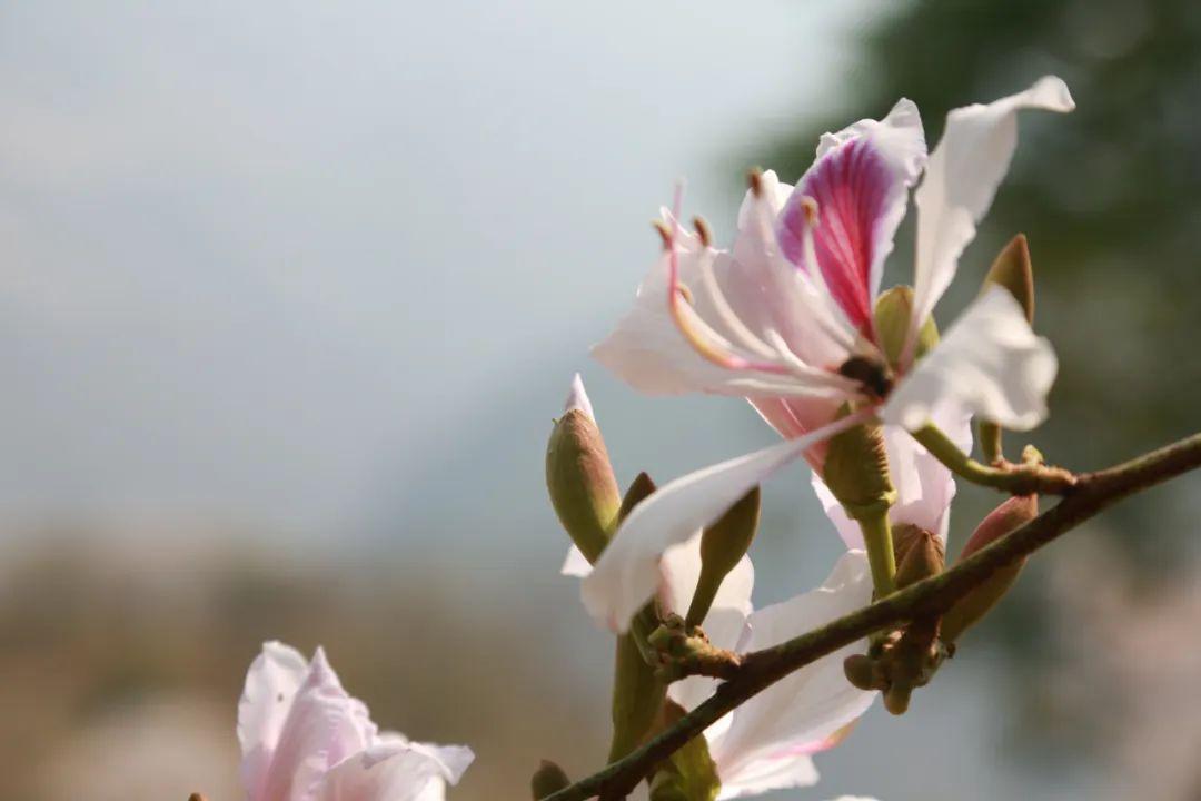 白露花开幸福来 各得其乐处处春