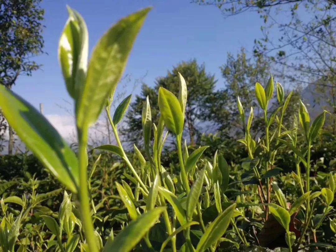 背包记老姆登村春茶采摘正当时助推茶农致富梦