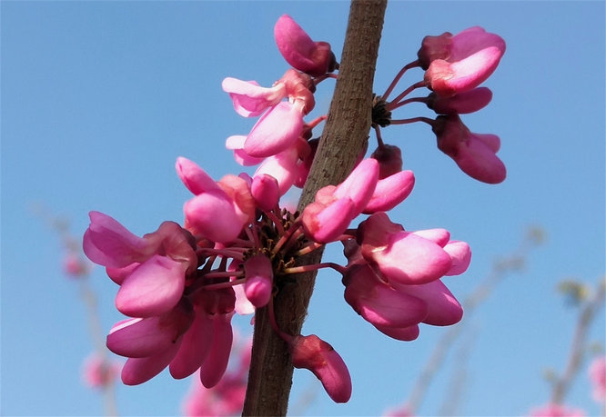 风吹紫荆树 花开满园春（组图）