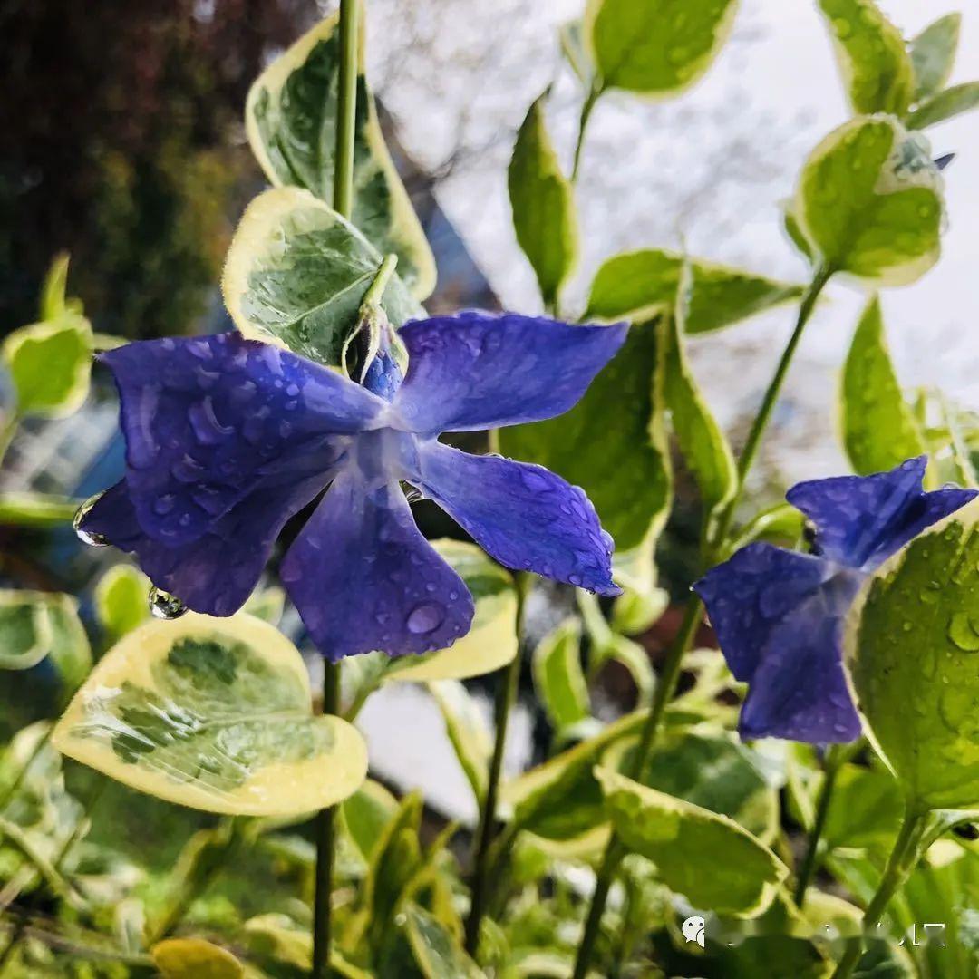 一场春雨最美时光我在这里等你