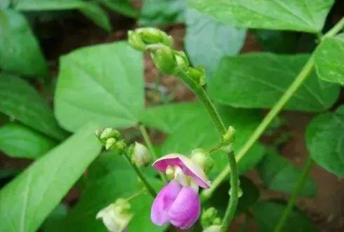 芸豆掌握种植细节满架挂豆