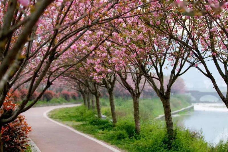 汇川泗渡樱花:昨夜雨疏风骤,今朝寻芳依旧～v