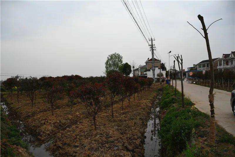 大方村道路绿化