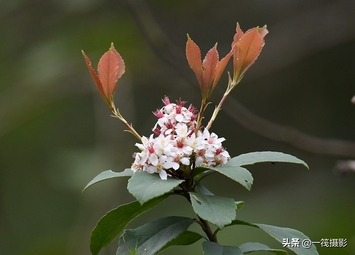 被人忽略的野花——春花树,它才是真正的春花