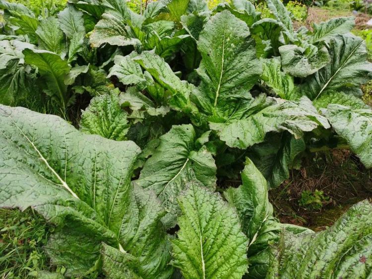 现在这个季节种啥菜合适 a43c136231a14a4082ebbf7fee494217.jpeg