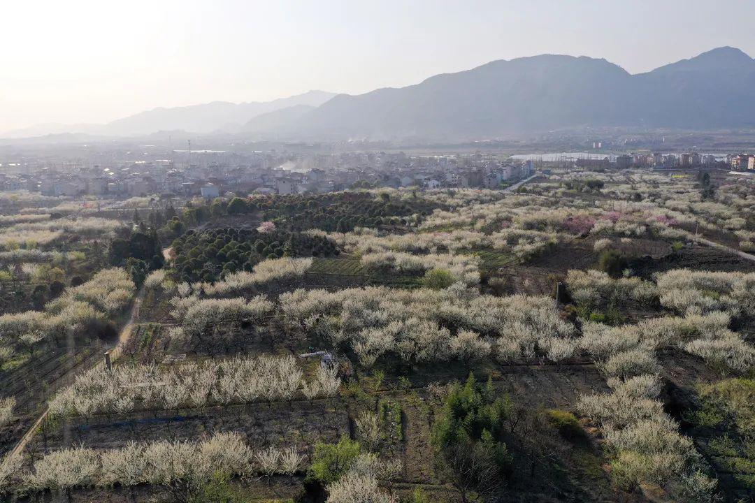 佐村镇山合村佐村镇山合村千亩高山梯田油菜花虽是山合村千亩连片整治