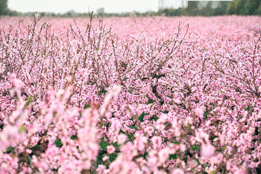 桃花的小伙伴们我们来到了美丽的三桥村这一站"我是柘林青年·我为