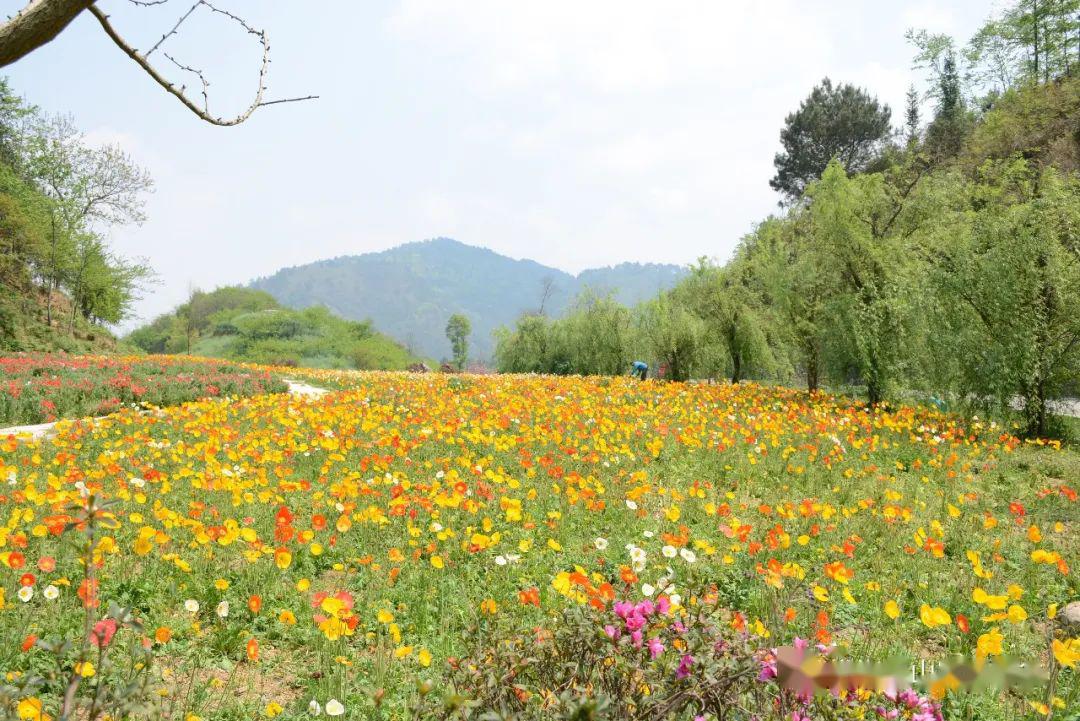 贵定金海雪山四季花谷景区3月28日完全开放,开放期间对抗疫一线工作