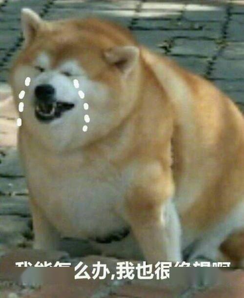 给狗子提供一次mini跳楼机体验,哈哈哈哈哈 @国民男友:狗子:我谢谢你
