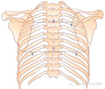当直立并双臂下垂时,两侧肩胛冈内缘之连线应通过第3 胸椎棘突 两