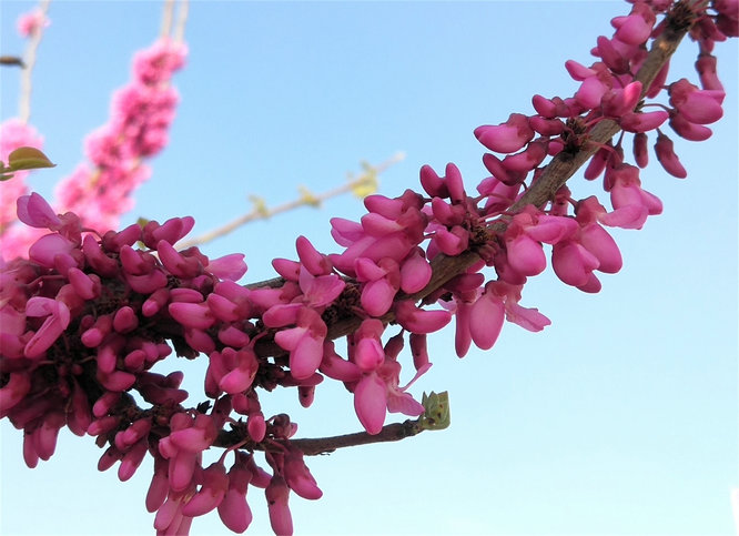 风吹紫荆树 花开满园春（组图）