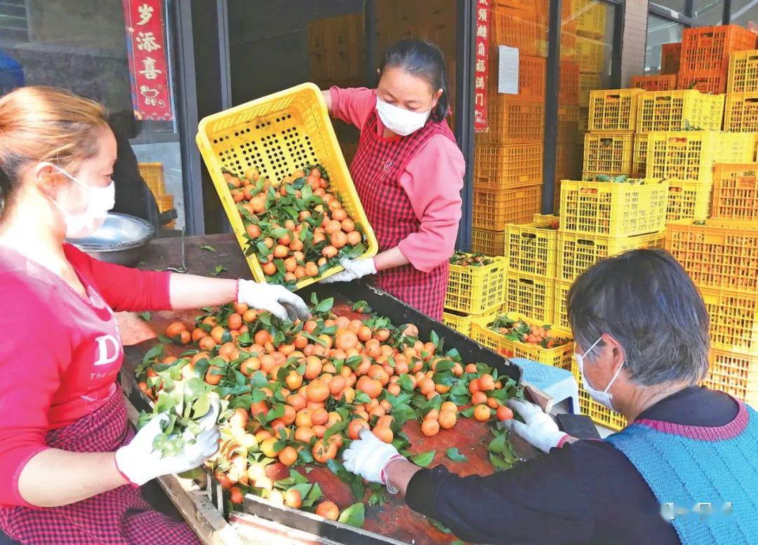 水果批发商分拣水果