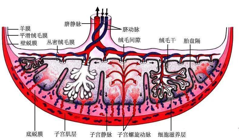 (胎盘结构图)在多年的临床观察中,惊奇地发现:几乎一切关于延缓衰老