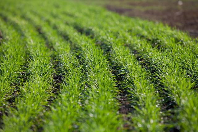 原创农民种植小麦,春季麦田如何管理?做好这3点,助力小麦增产丰收