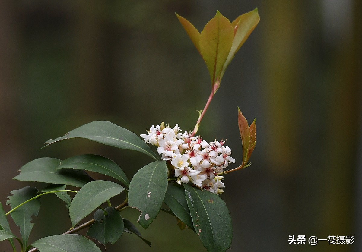 被人忽略的野花——春花树,它才是真正的春花