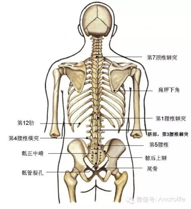 61第5骶椎的下关节突形成骶角,骶中嵴末端与两侧骶角共同围成骶管