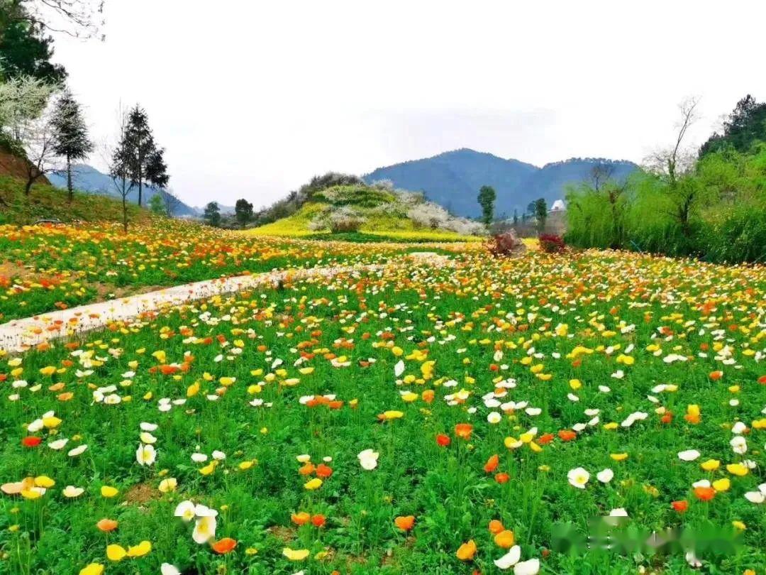 贵定金海雪山四季花谷景区3月28日完全开放,开放期间对抗疫一线工作