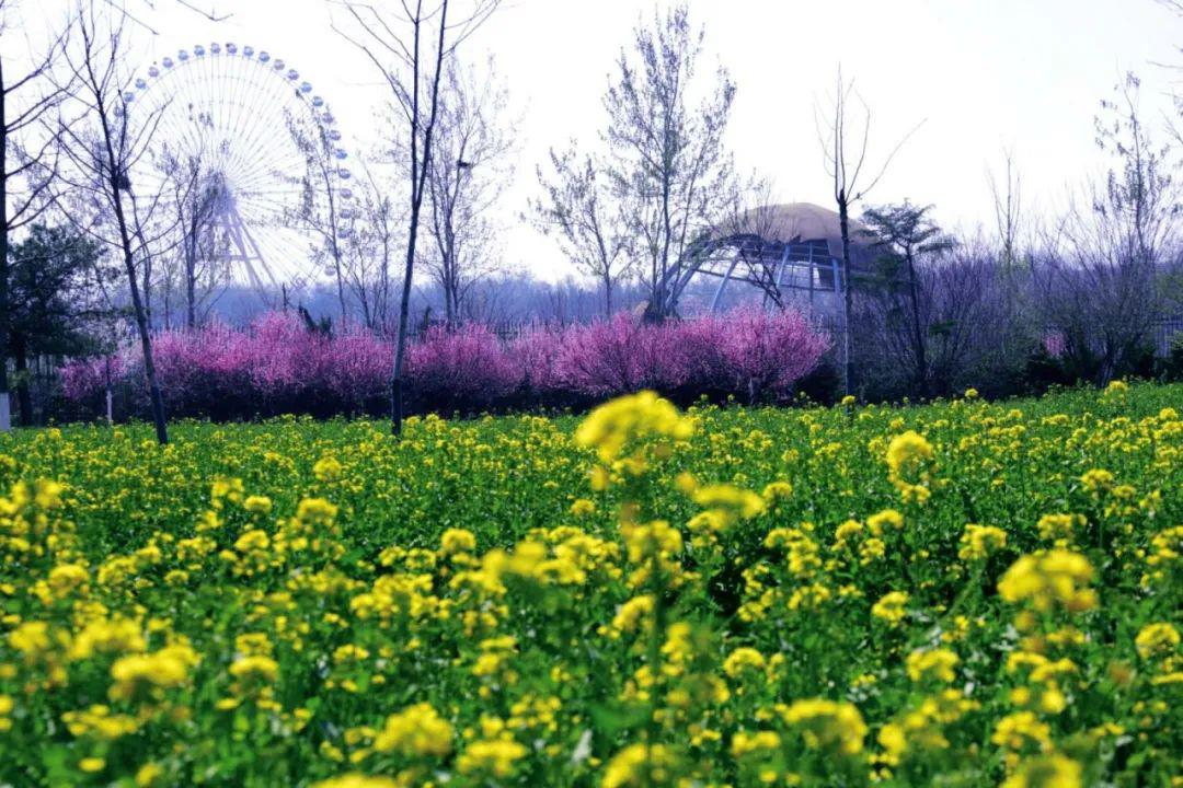 油菜花开了,在章丘这些地方邂逅春天吧
