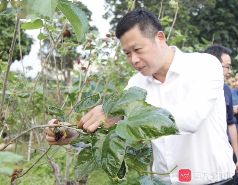 摘桑果打羽毛球西樵镇党政领导班子带头消费提振信心