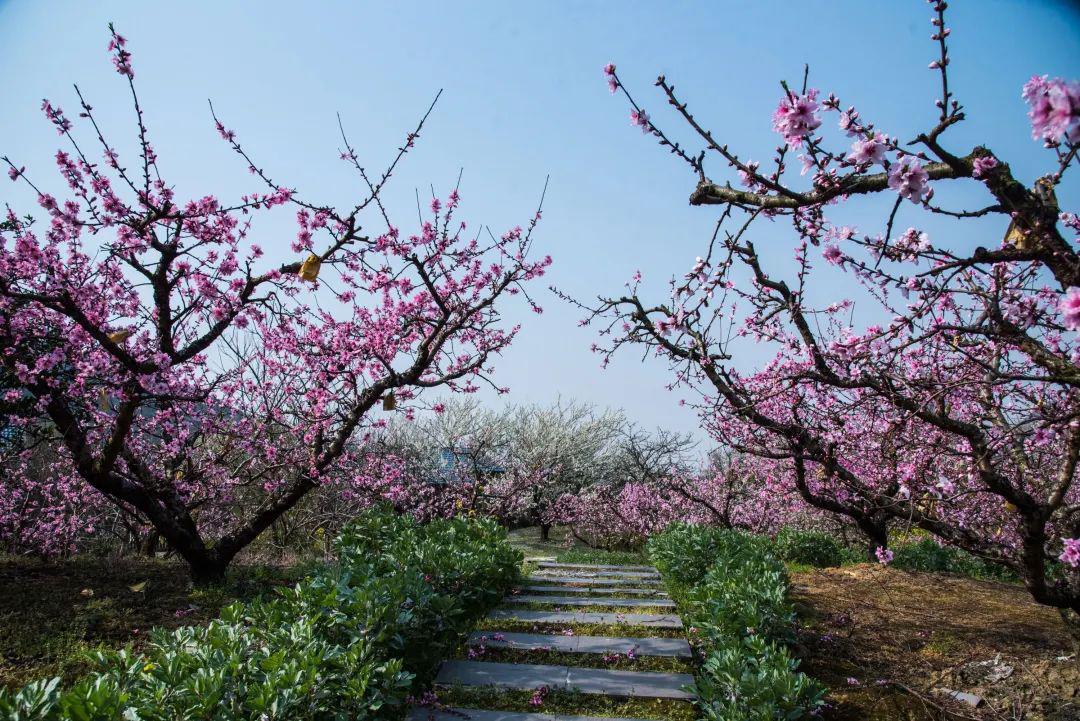 走向春天,走进桃花源小径