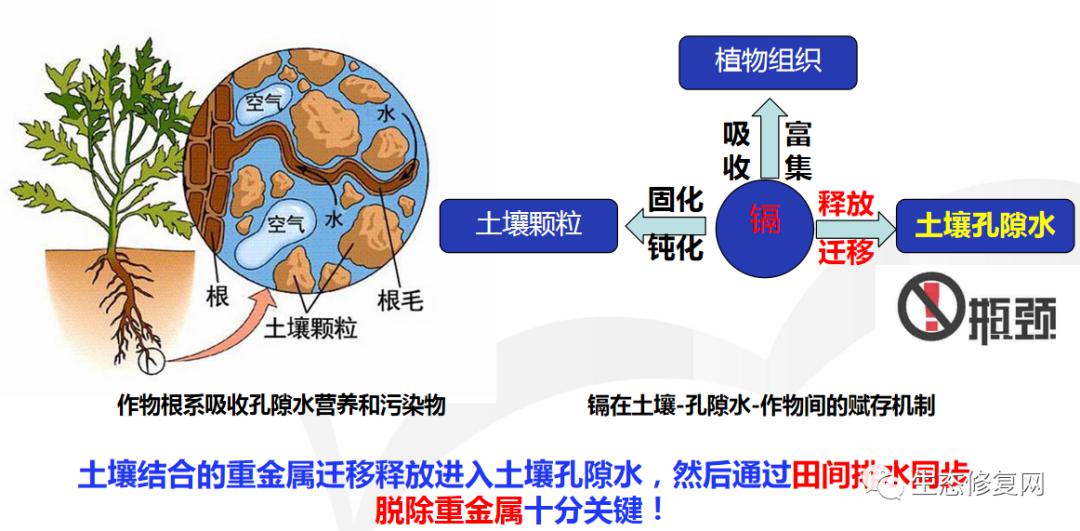 专家观点汤显强重金属污染农田土壤原位电动退水修复技术及田间示范