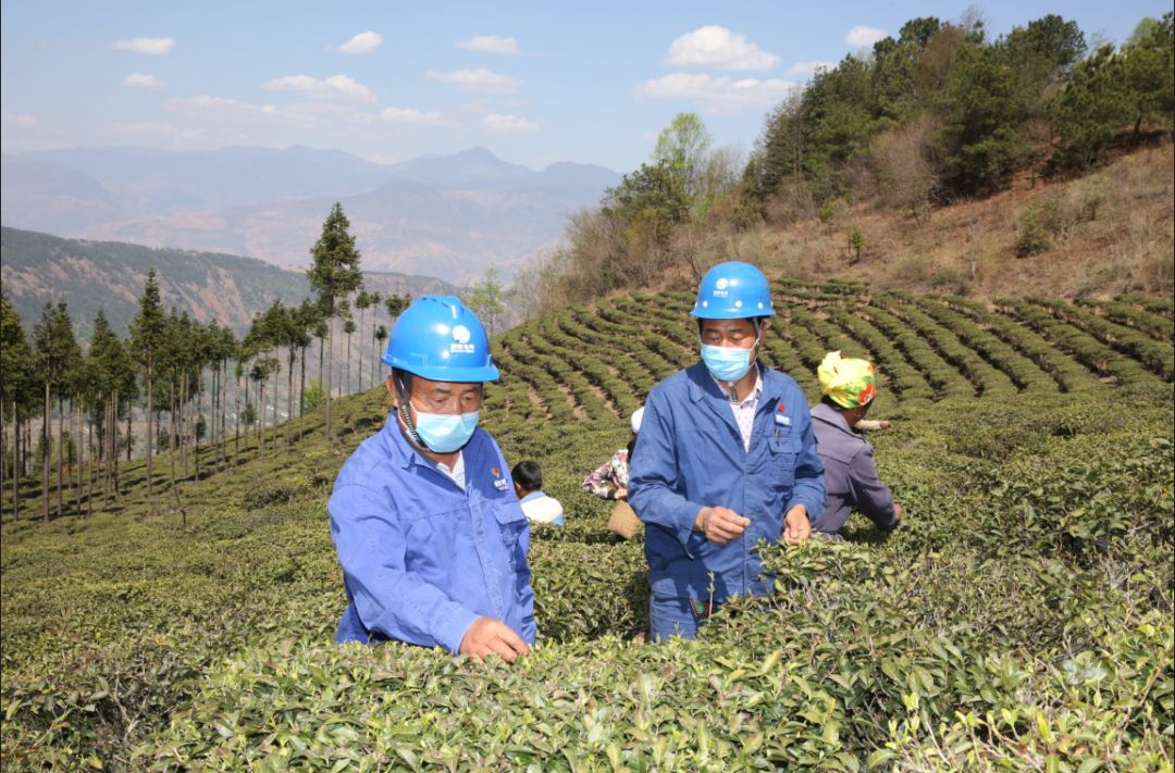 国网宁南县供电公司幸福电飘香幸福茶