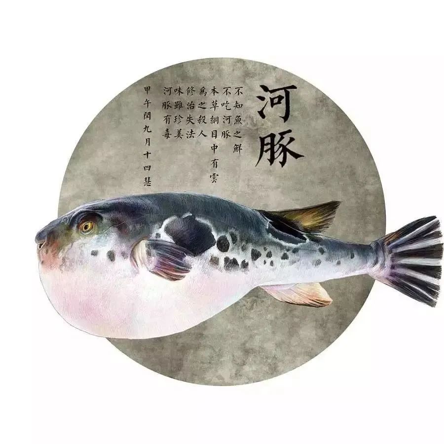 上海市民如何吃到正宗河豚扬中菲尔斯金陵大酒店推出江鲜季美味