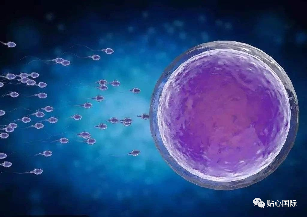 【贴心医生】试管婴儿导致胚胎着床失败的五大元凶!