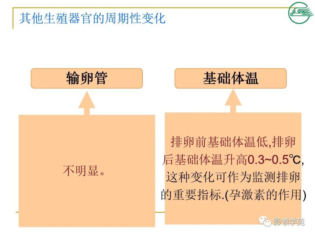 女性生殖系统解剖及生理