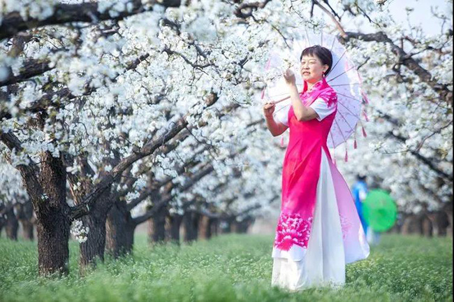 【欣赏】雄安有景梨花湾,岁岁年年花映天_雄县