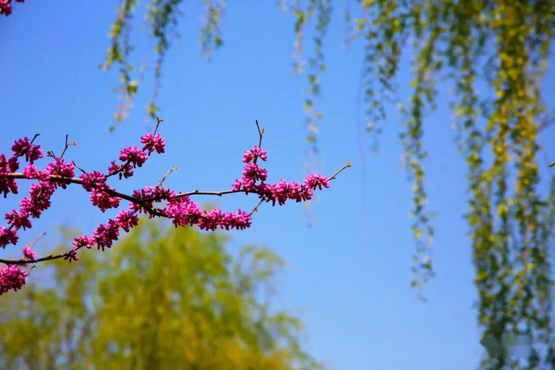 特大花红柳绿半裙怎么搭_月饼怎么画