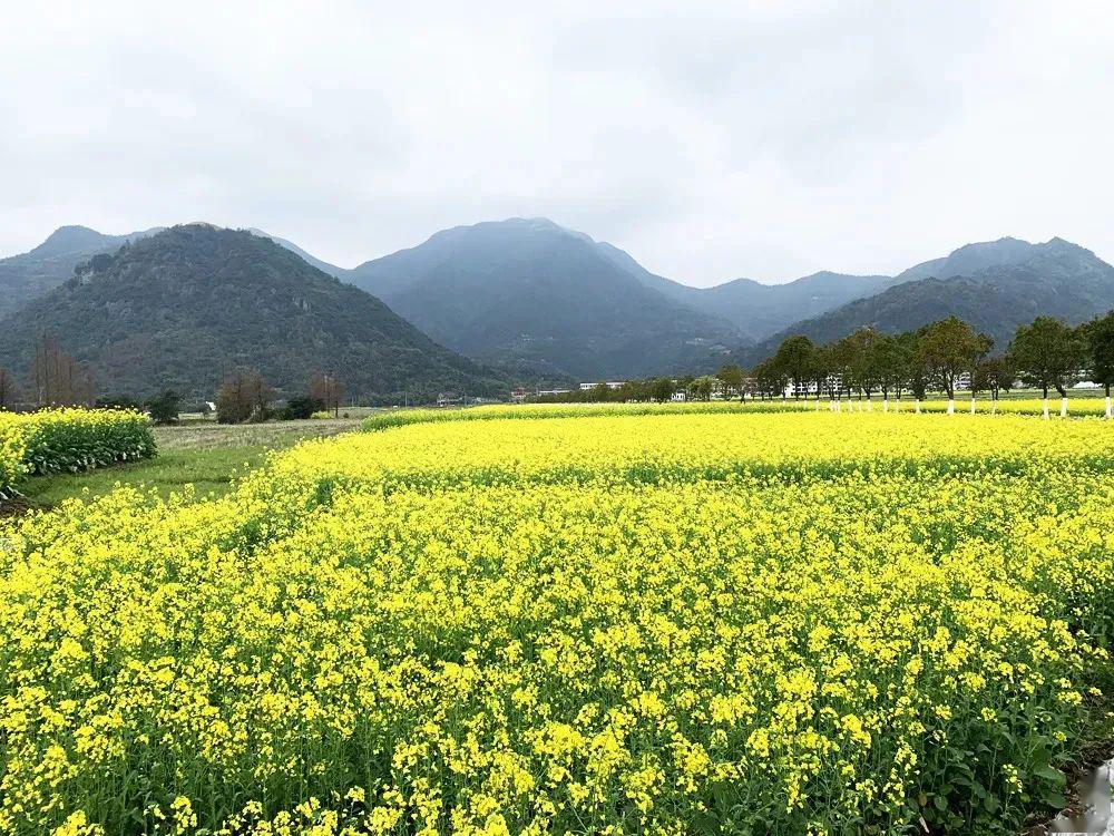 油菜花