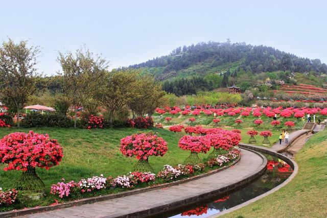 杜鹃花开!2020年四川第二期花卉观赏指数发布