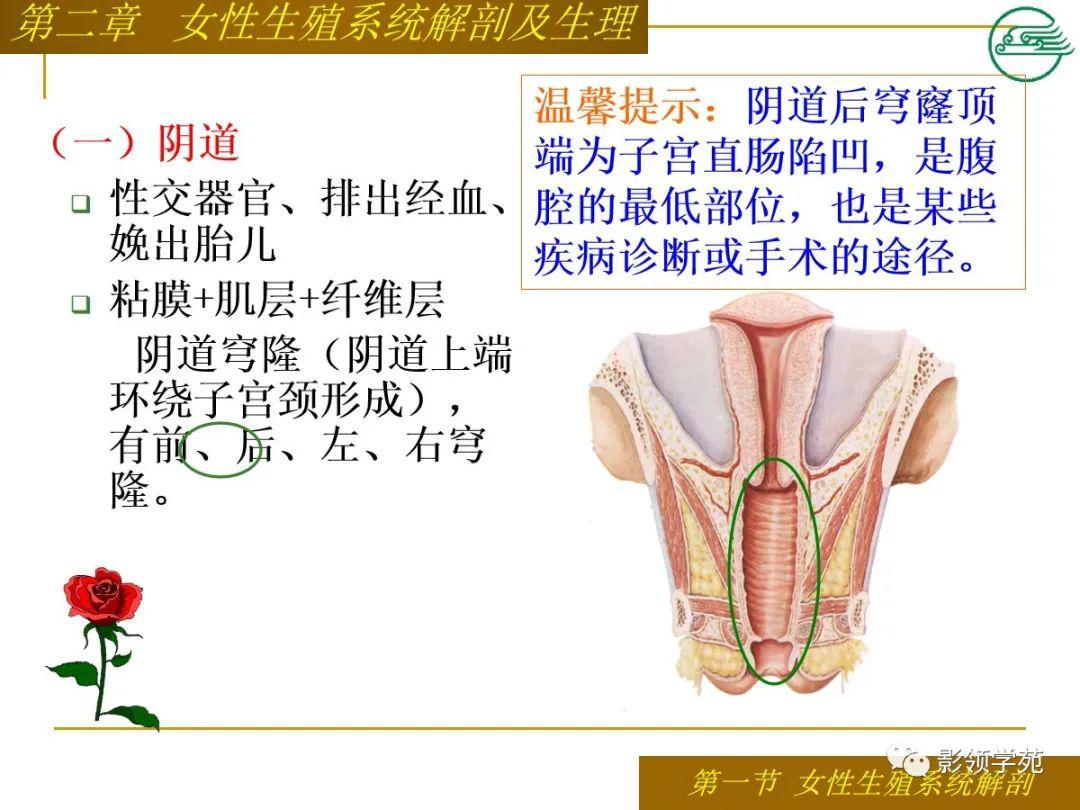 女性生殖解剖图图片素材-编号04108992-图行天下
